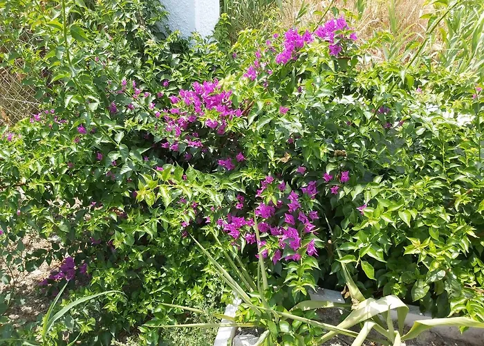 Tower Traditional Pool Tatil Evi *