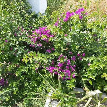 Tower Traditional Pool 別荘 *